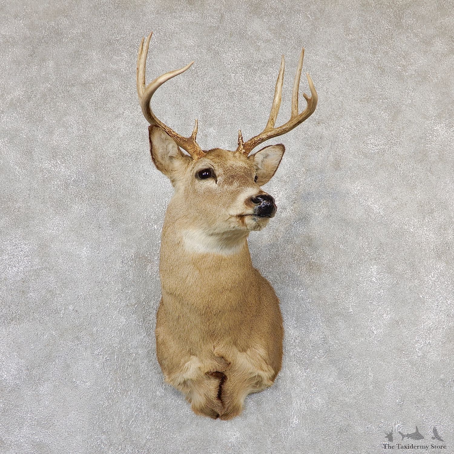 Whitetail Deer Taxidermy Shoulder Mount For Sale #19301 @ The Taxidermy Store