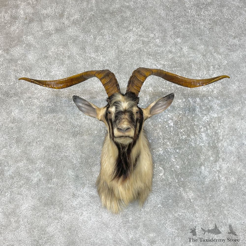 Catalina Goat Shoulder Mount For Sale #25499 - The Taxidermy Store