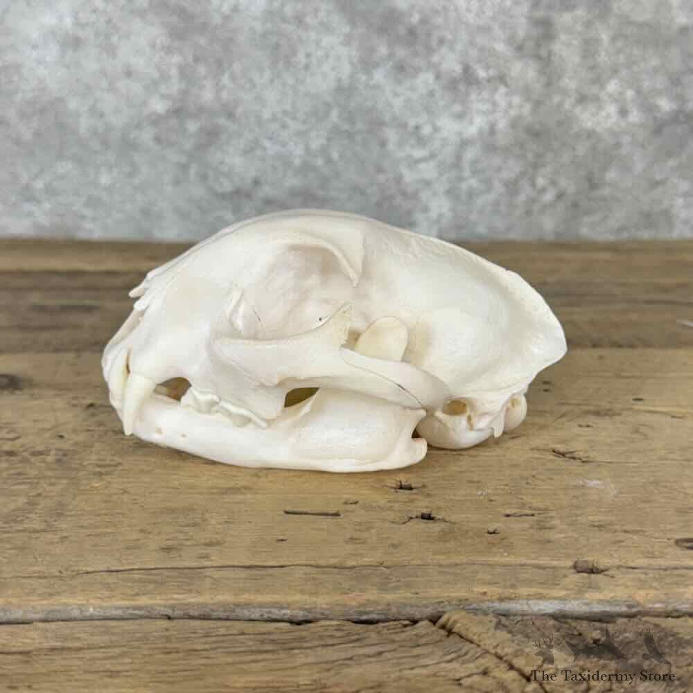 Bobcat Full Skull For Sale #32142 @ The Taxidermy Store