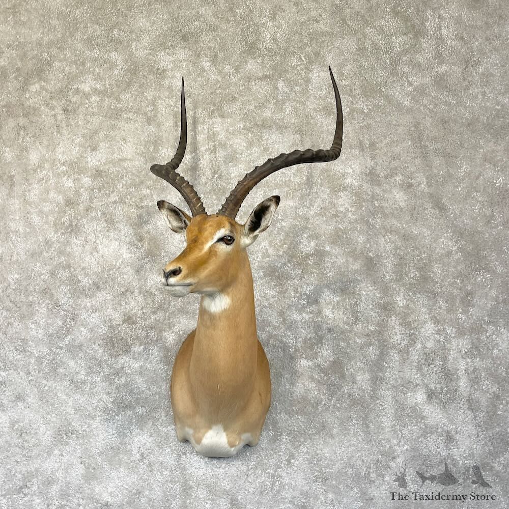 South African Impala Shoulder Mount For Sale #28280 @ The Taxidermy Store