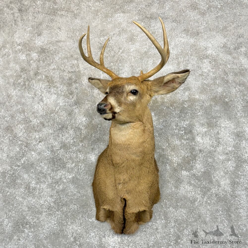 Whitetail Deer Shoulder Mount For Sale #29049 - The Taxidermy Store