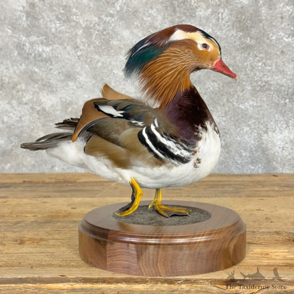 Mandarin Duck Bird Mount For Sale #28933 @ The Taxidermy Store
