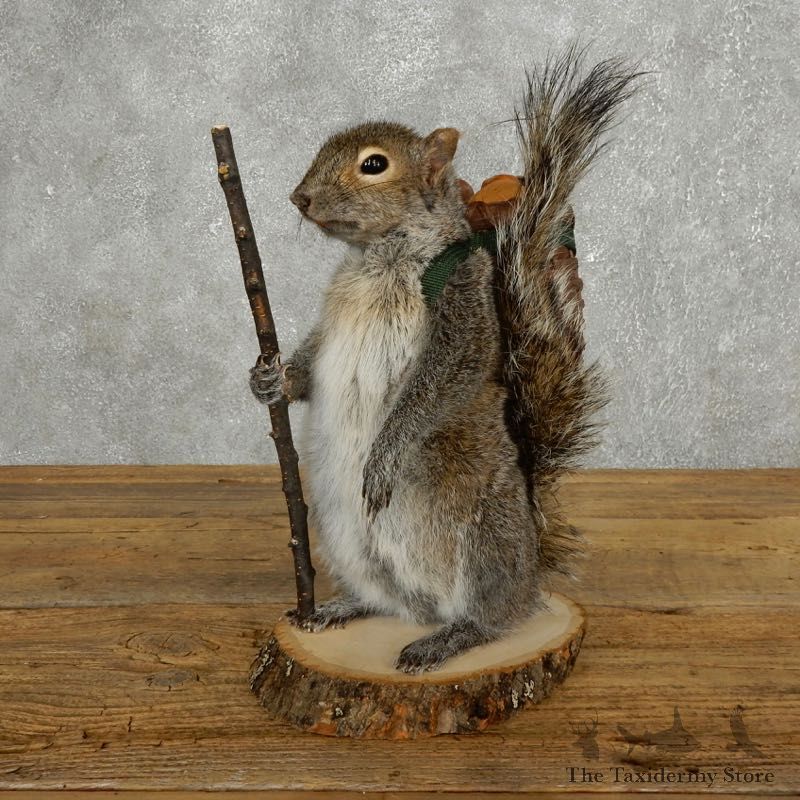 Hiking Squirrel Novelty Mount For Sale #17724 @ The Taxidermy Store