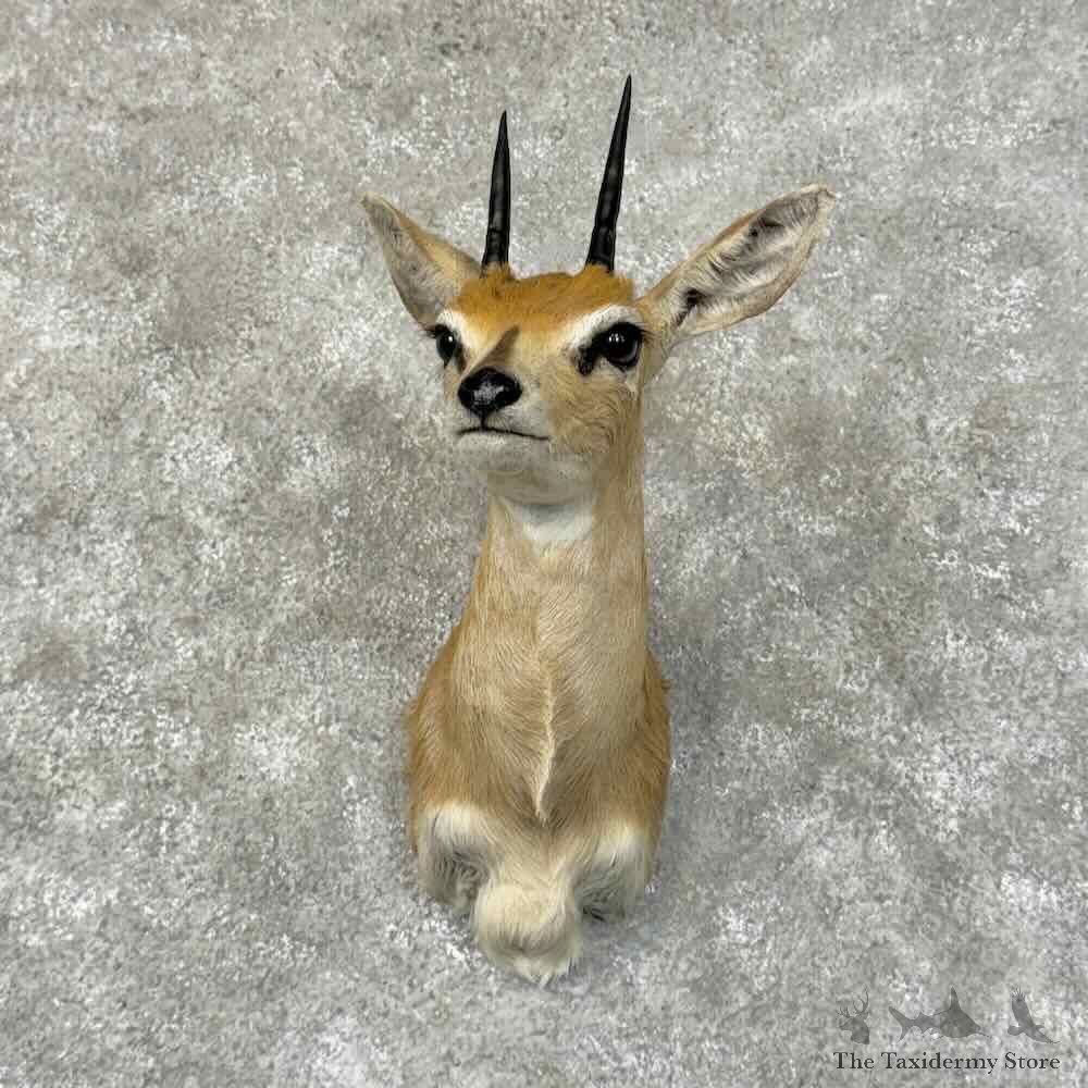 Steinbok Shoulder Mount For Sale #31304 @ The Taxidermy Store