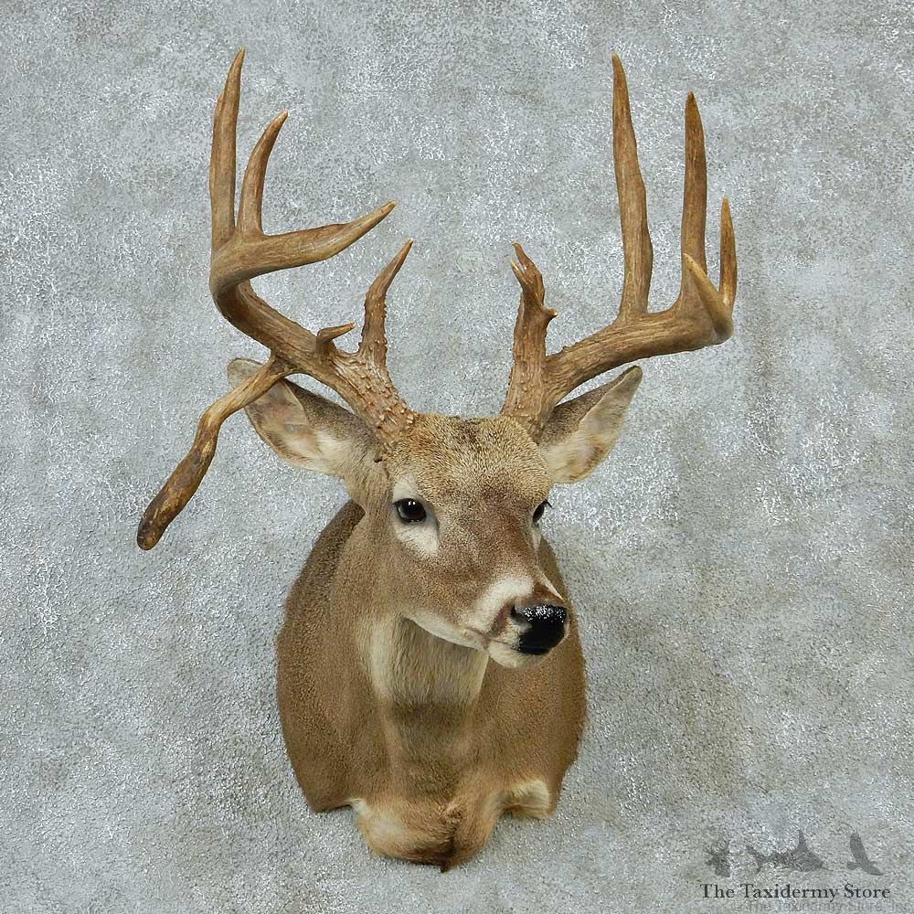 Whitetail Deer Taxidermy Shoulder Mount #13167 For Sale @ The Taxidermy Store