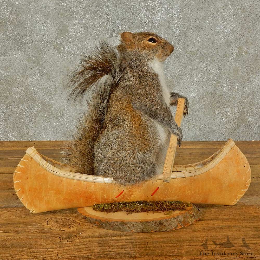 Canoe Squirrel Novelty Mount For Sale #16307 @ The Taxidermy Store