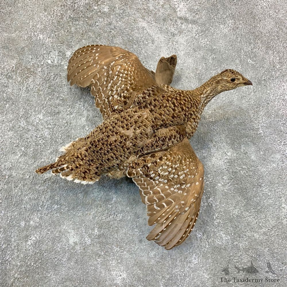 Sharp-tailed Grouse Mount For Sale #22959 @ The Taxidermy Store