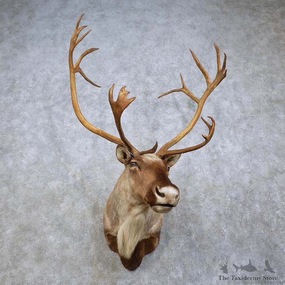 Barren Ground Caribou Shoulder Mount For Sale #15796 @ The Taxidermy Store