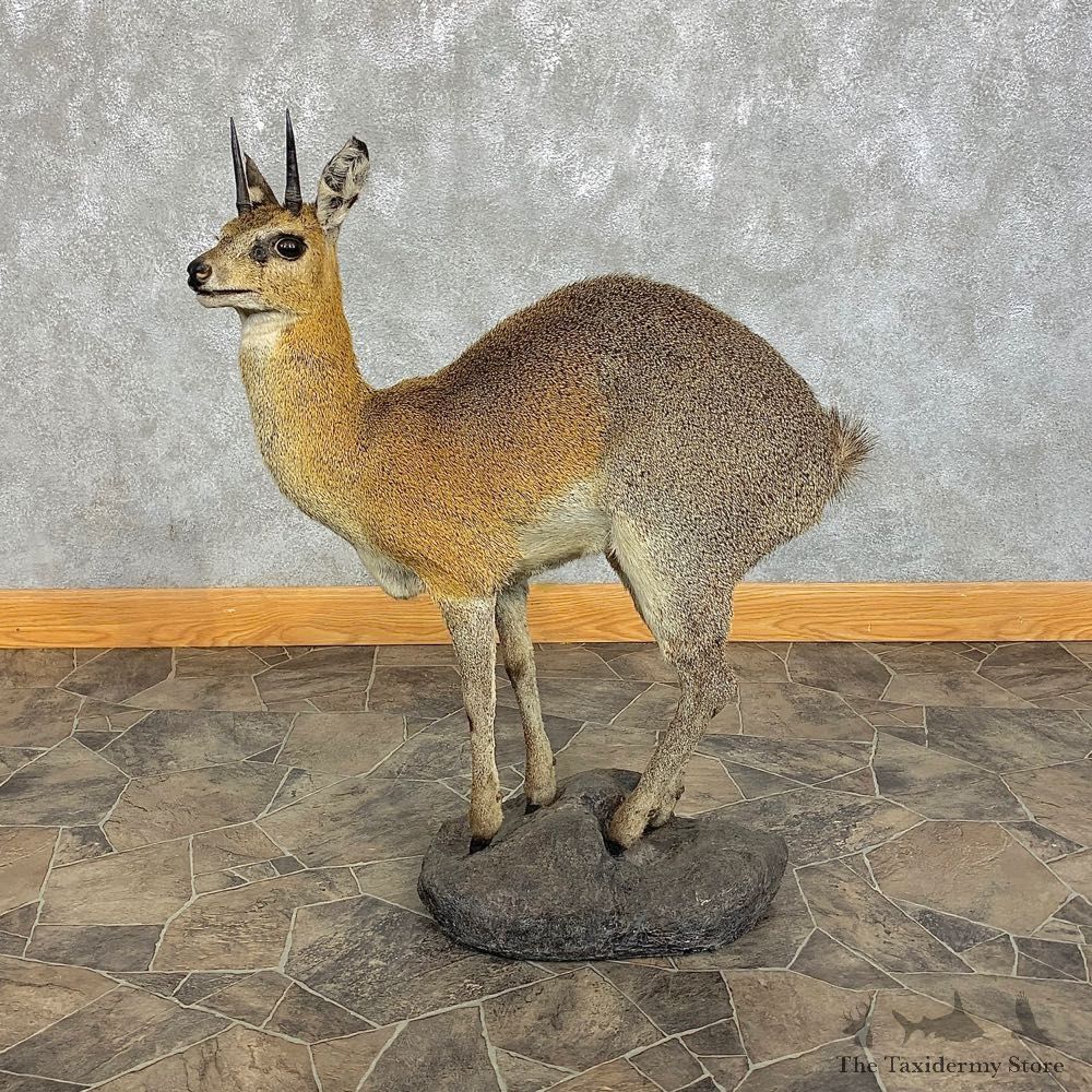 African Klipspringer Taxidermy Mount #21299 - The Taxidermy Store