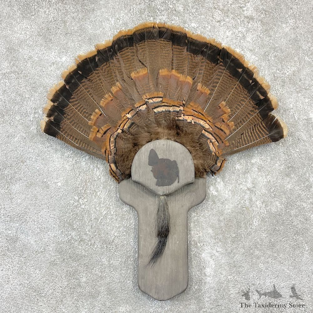 Eastern Wild Turkey Fan For Sale #26159 @ The Taxidermy Store