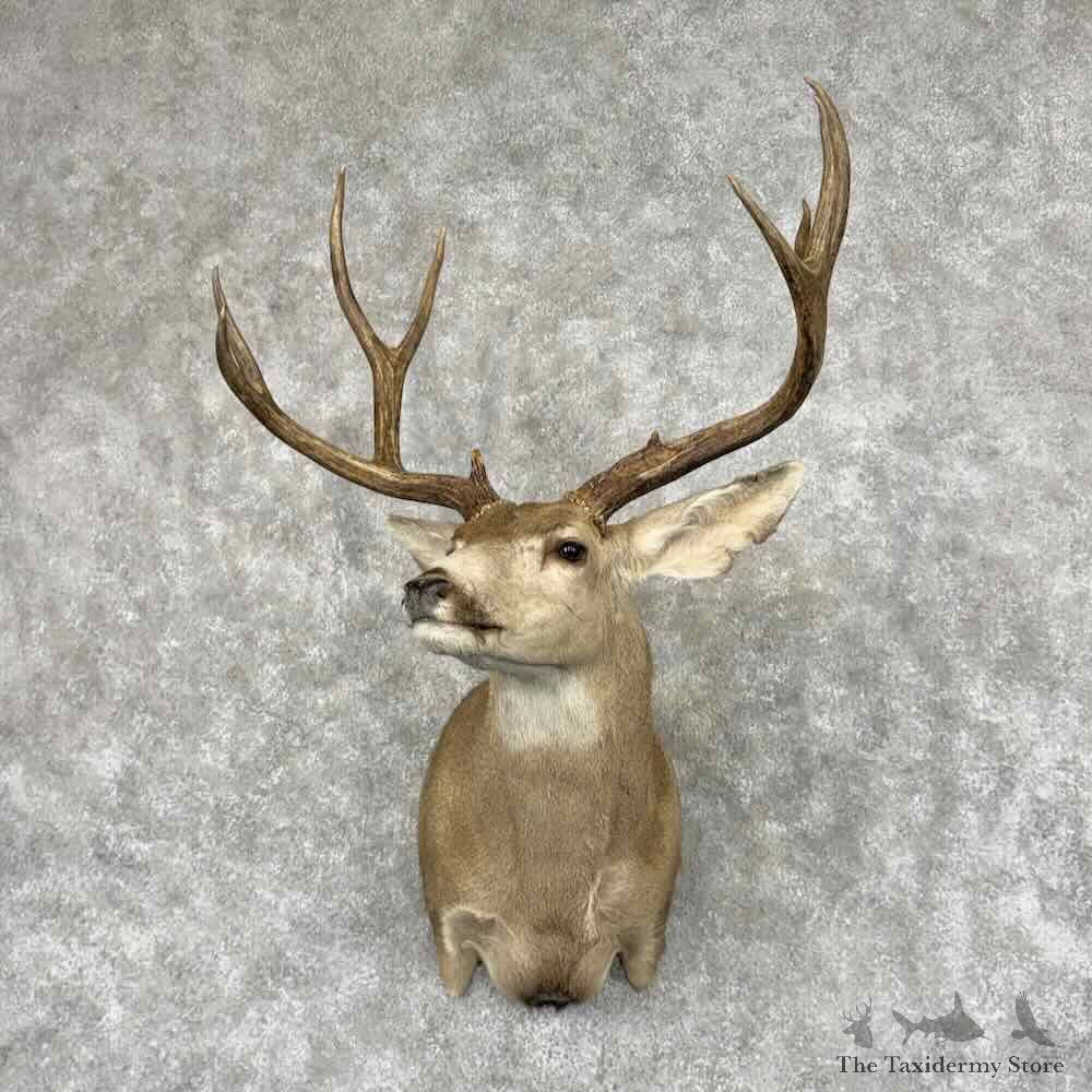 Sonoran Desert Mule Deer Shoulder Mount For Sale #32089 @ The Taxidermy Store