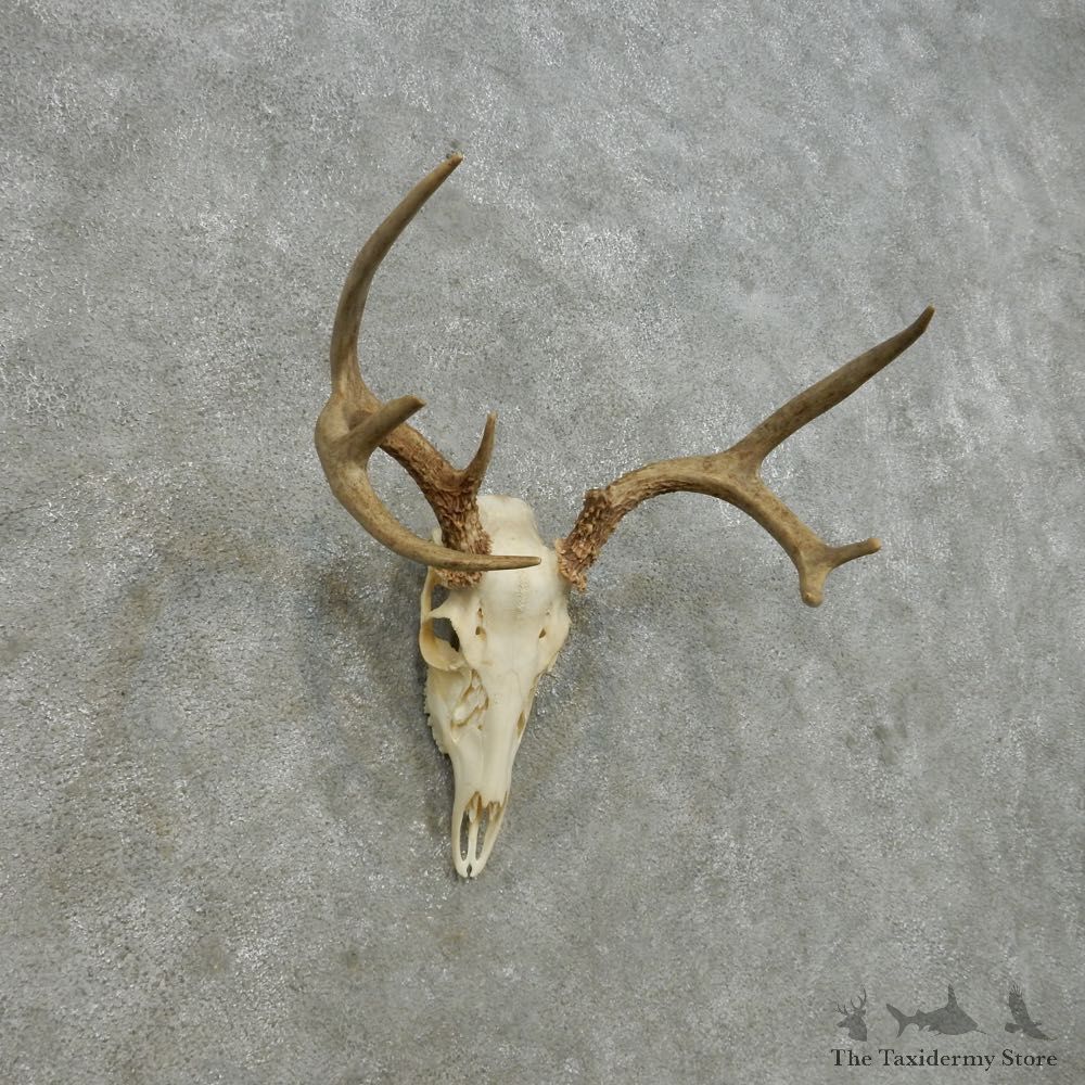 Whitetail Deer Skull European Mount For Sale #14641 @ The Taxidermy Store
