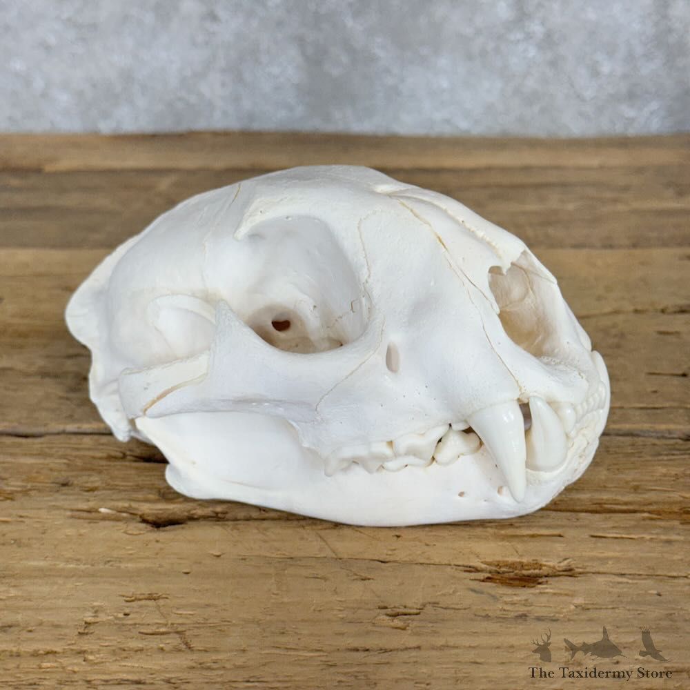 Mountain Lion Cougar Full Skull For Sale #28941 @ The Taxidermy Store