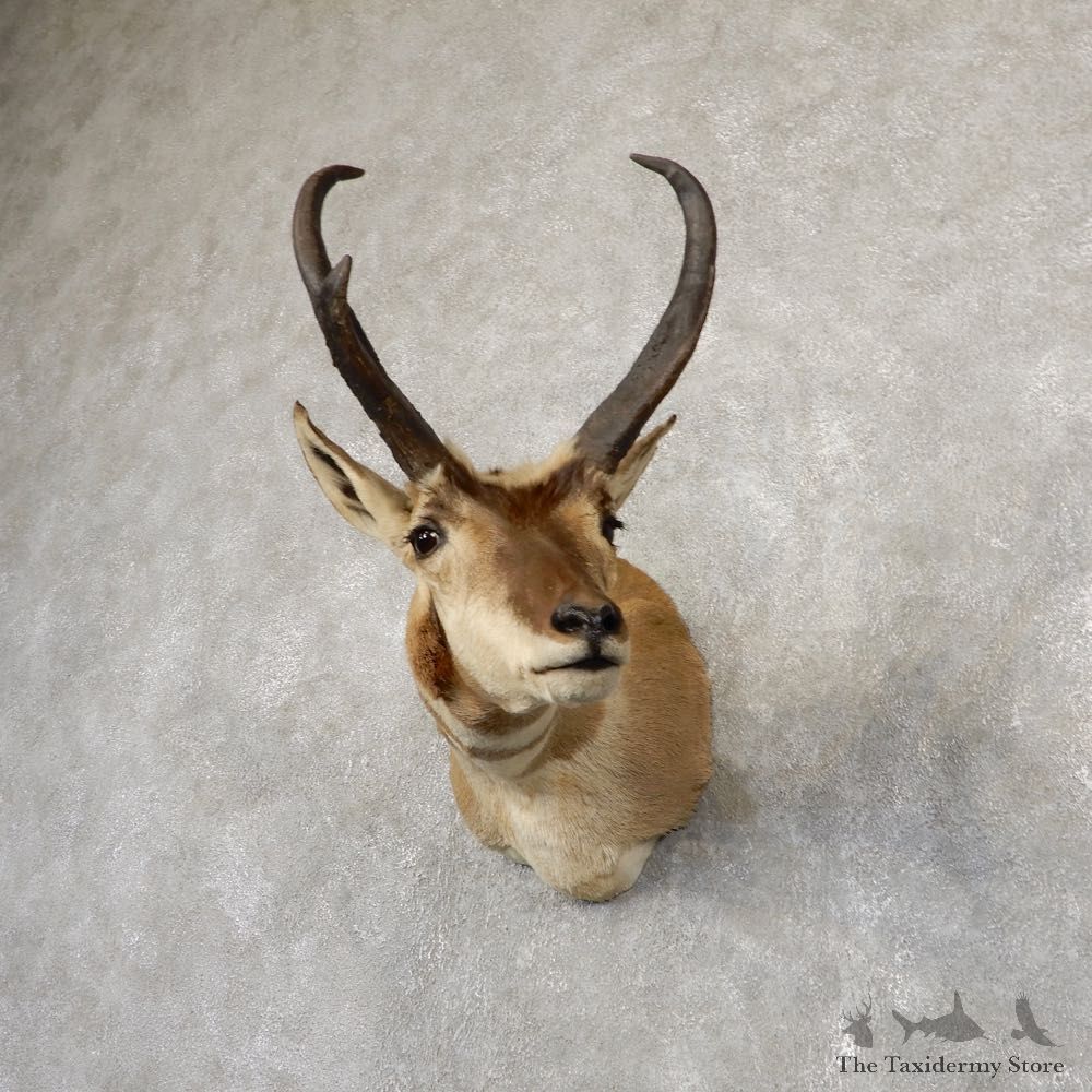 Pronghorn Antelope Shoulder Mount For Sale #18923 @ The Taxidermy-Store