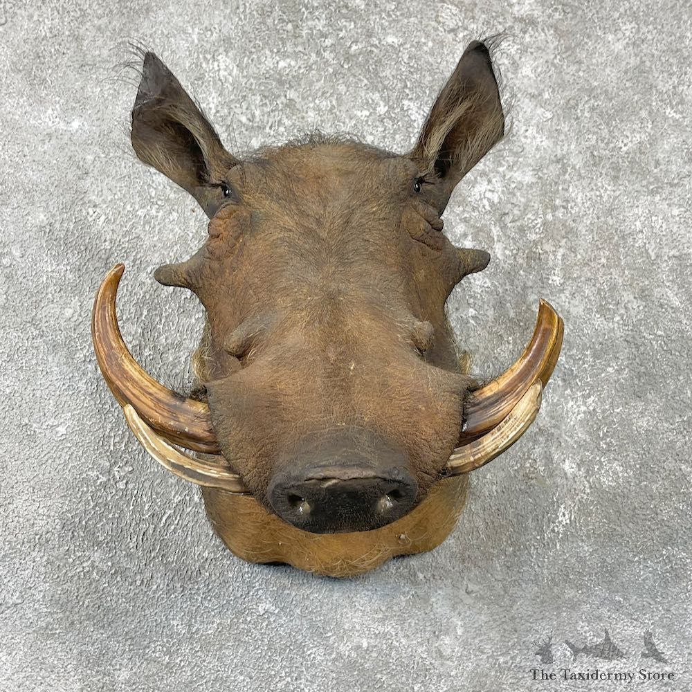 African Warthog Shoulder Mount For Sale #26048 @ The Taxidermy Store