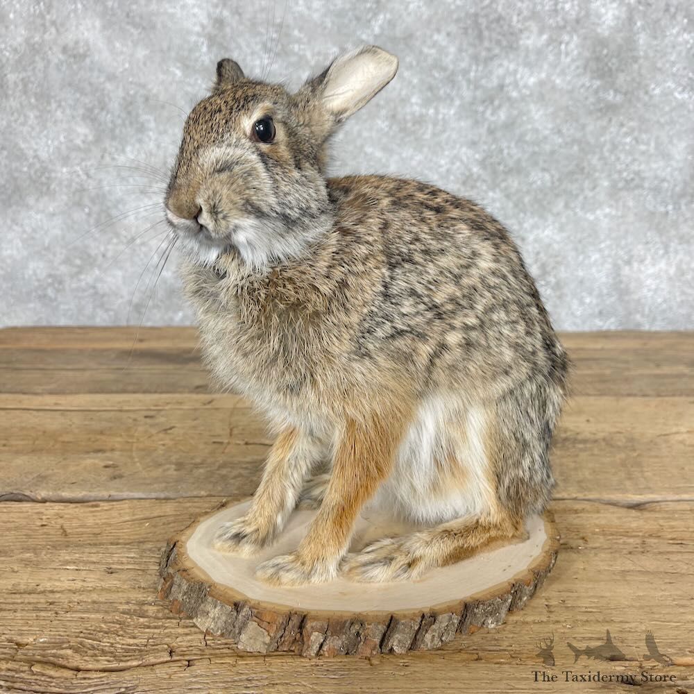 Eastern Cottontail Rabbit Life-size Mount For Sale #28625 @ The Taxidermy Store