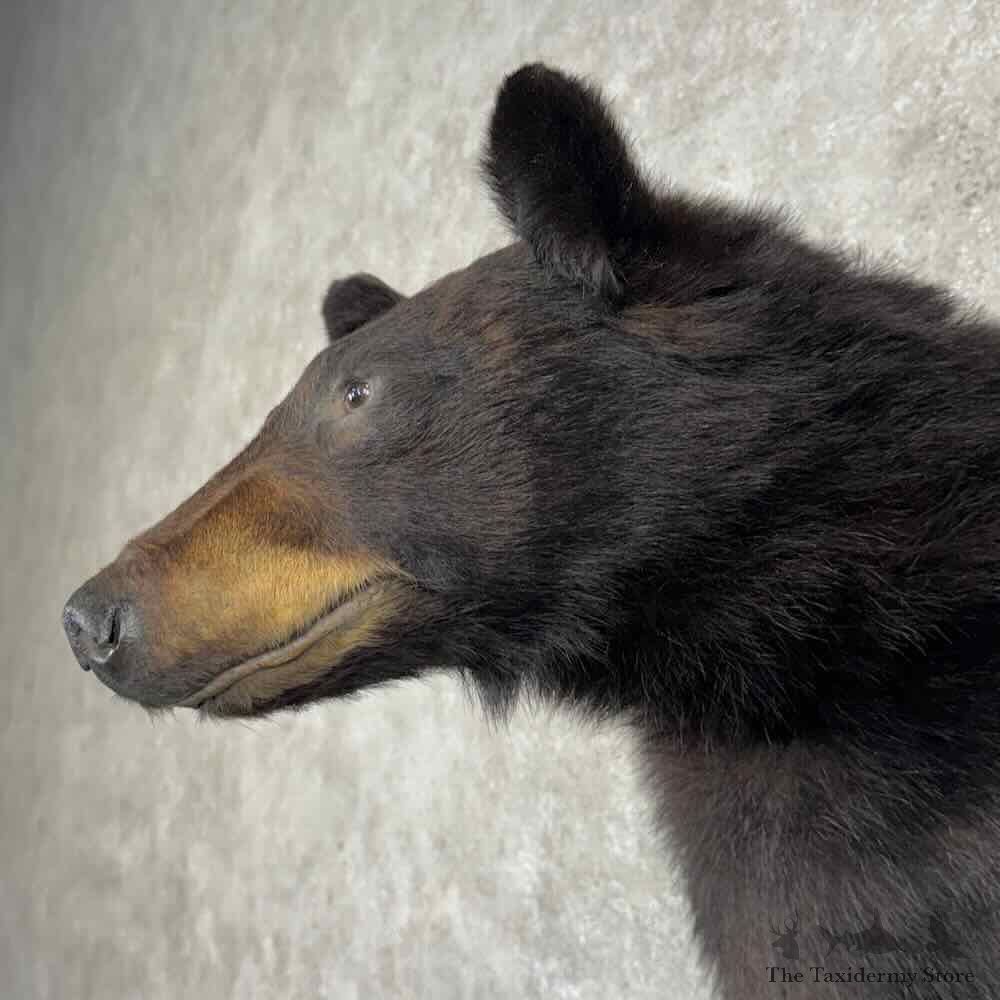 Black Bear Half Life Size Mount For Sale #31170 @ The Taxidermy Store