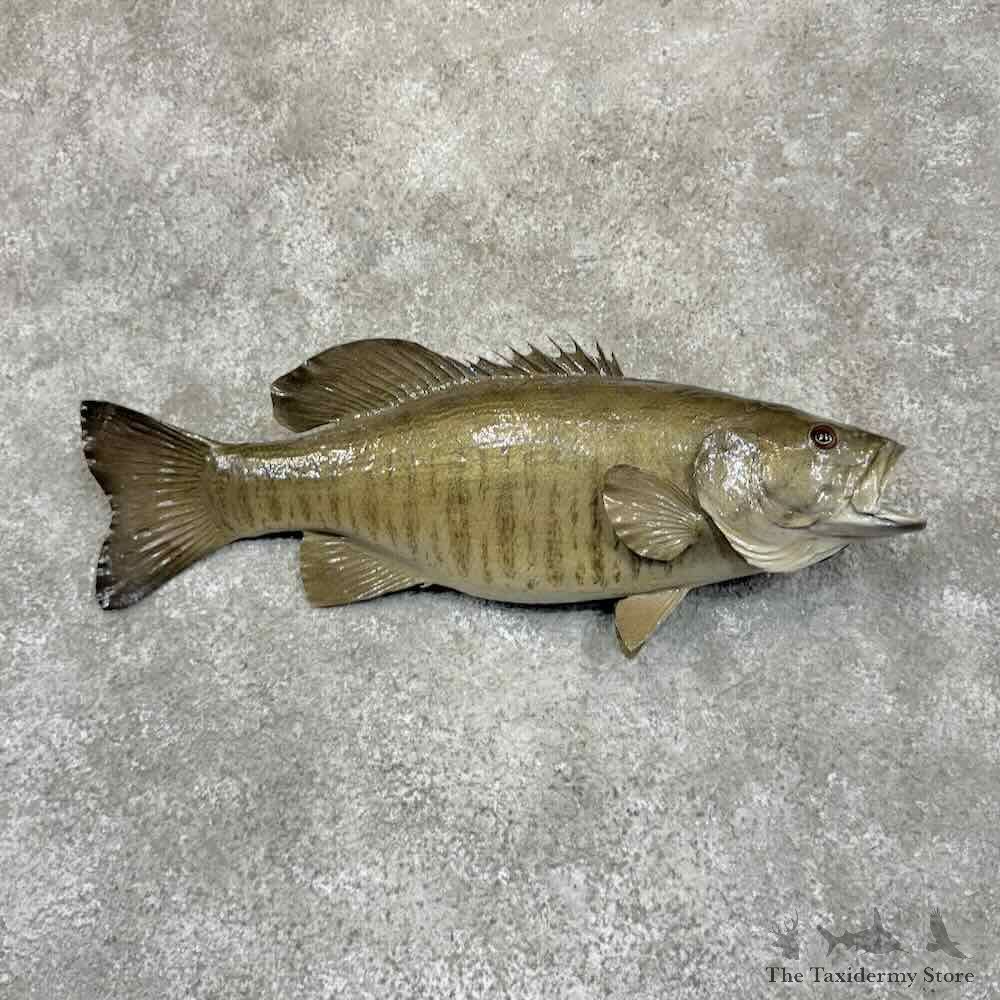 Smallmouth Bass Fish Mount For Sale #30622 @ The Taxidermy Store
