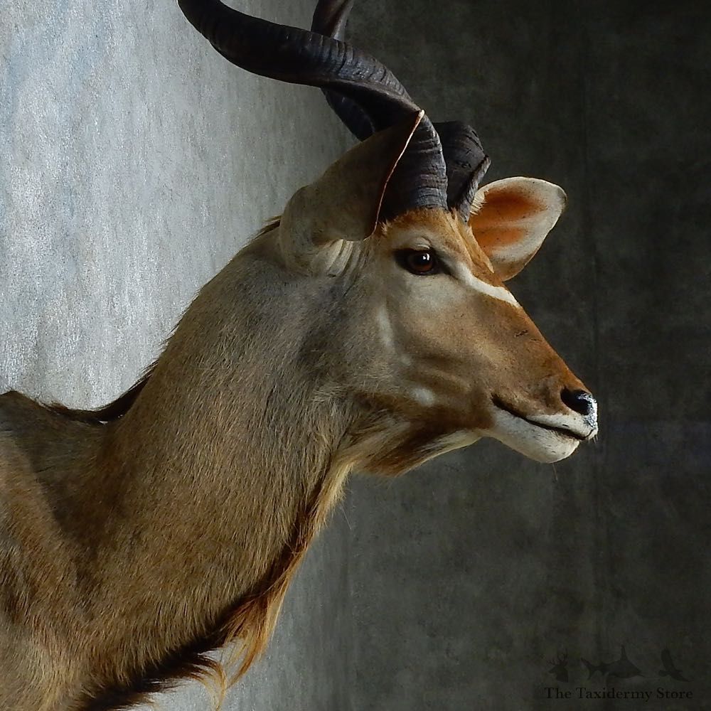 Greater Kudu Shoulder Mount For Sale #15311 @ The Taxidermy Store