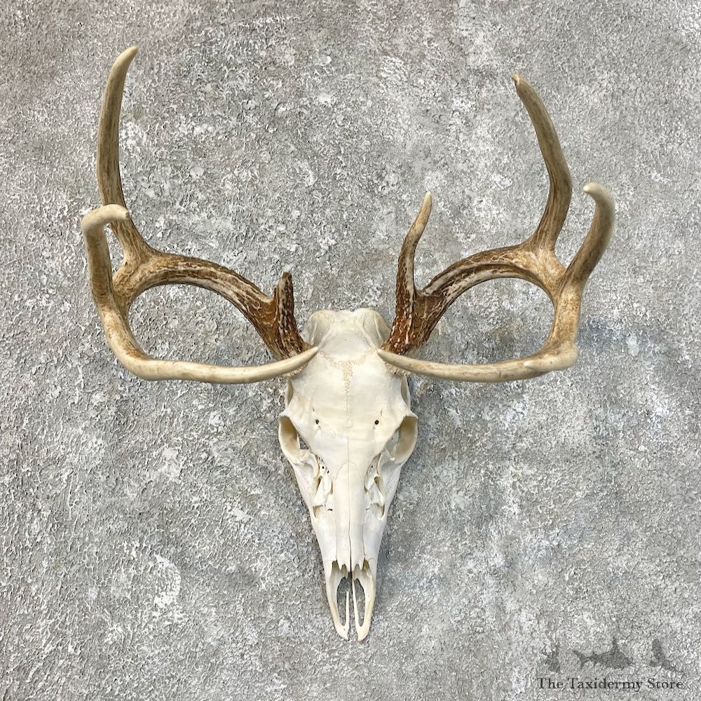 Whitetail Deer Skull European Mount For Sale #25218 @ The Taxidermy Store