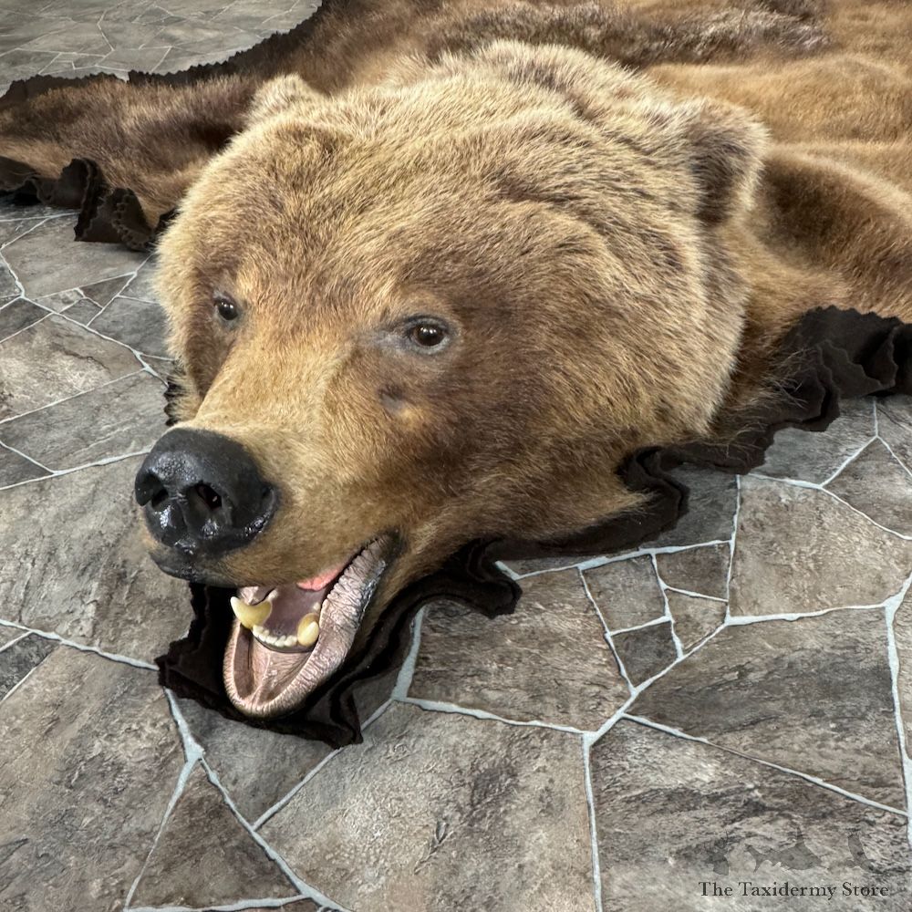 Grizzly Bear Full Size Rug Mount For Sale #29302 @ The Taxidermy Store