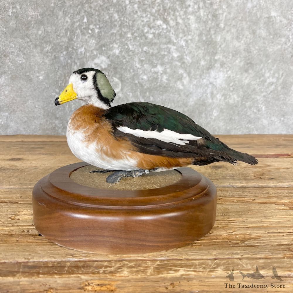 African Pygmy Goose Bird Mount For Sale #26668 @ The Taxidermy Store