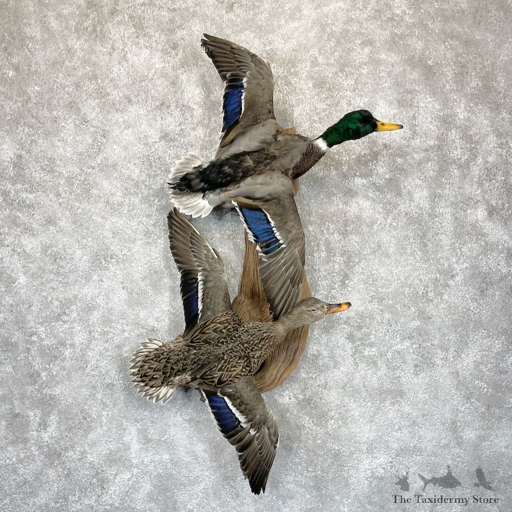 Mallard Drake and Hen Duck Mount For Sale #28195 - The Taxidermy Store
