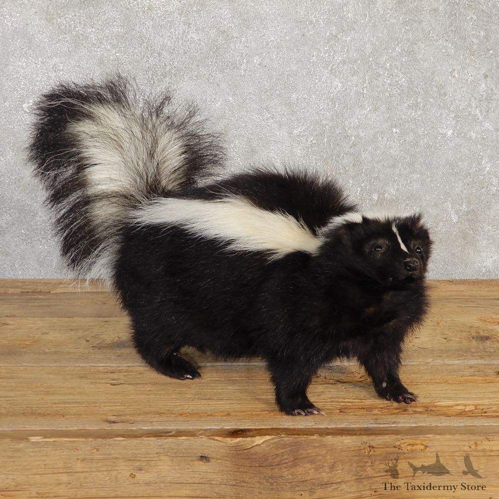 Life-Size Skunk Taxidermy Mount #20201 For Sale @ The Taxidermy Store