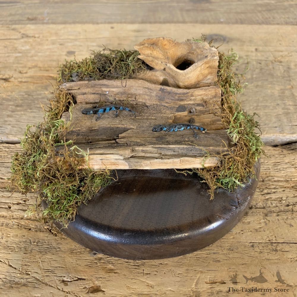Blue Spotted Salamander Taxidermy Mount For Sale #22393 @ The Taxidermy Store