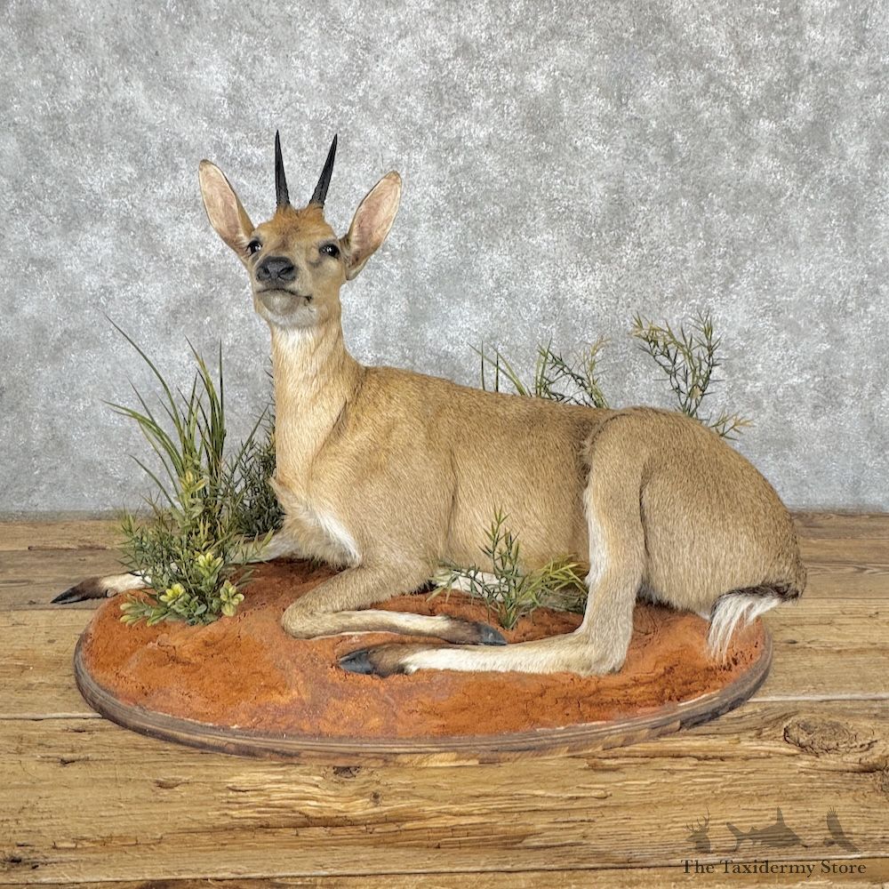 Southern Bush Duiker Life-Size Mount For Sale #29966 @ The Taxidermy Store