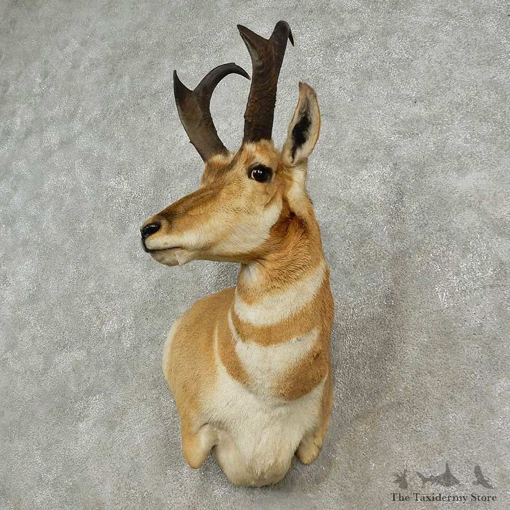 Pronghorn Antelope Shoulder Mount For Sale #16906 @ The Taxidermy-Store