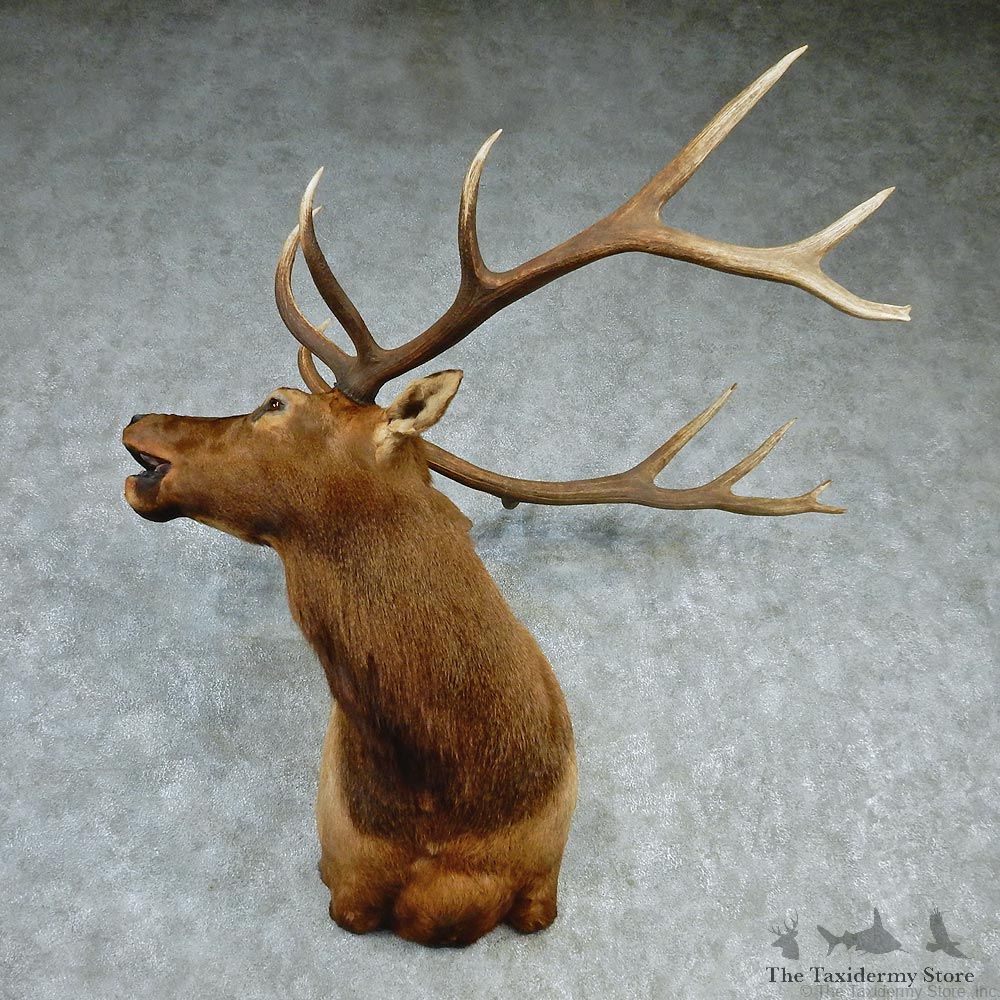 Rocky Mountain Elk Shoulder Taxidermy Head Mount #12740 For Sale @ The Taxidermy Store