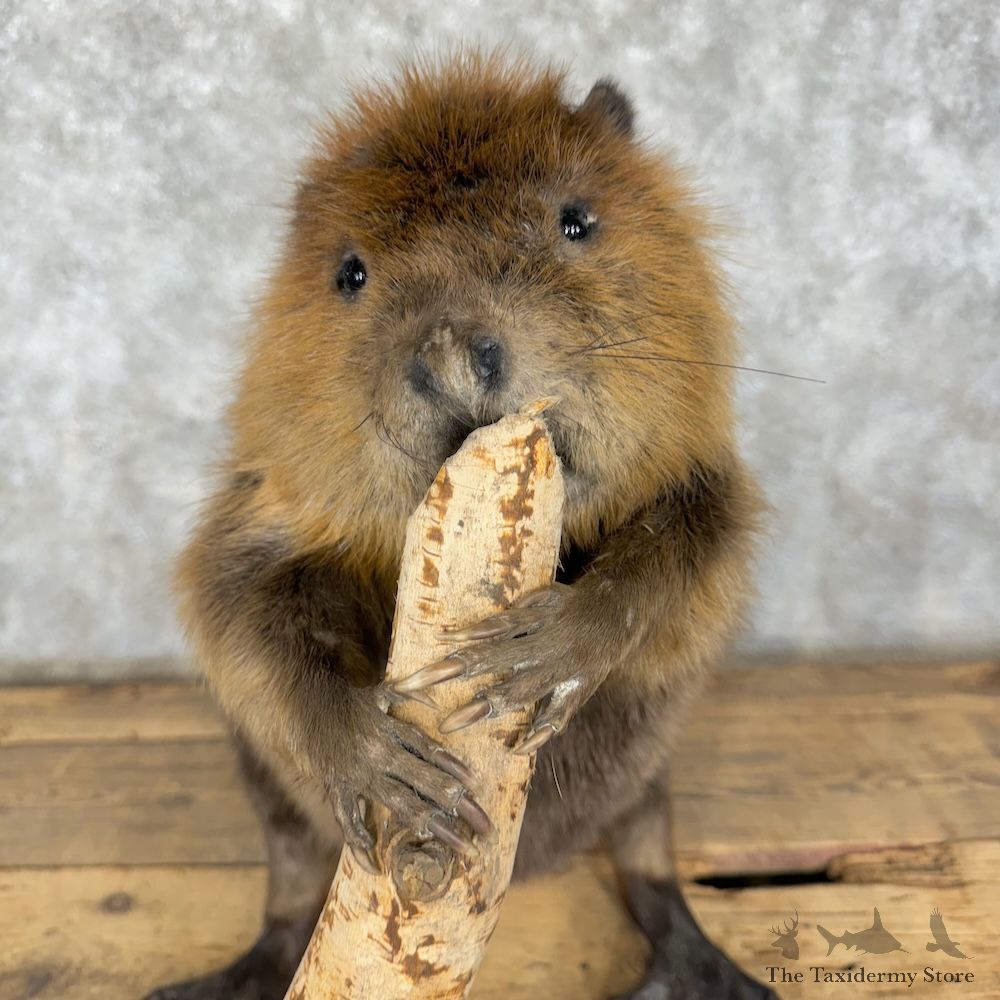 North American Beaver Mount For Sale #29345 @ The Taxidermy Store