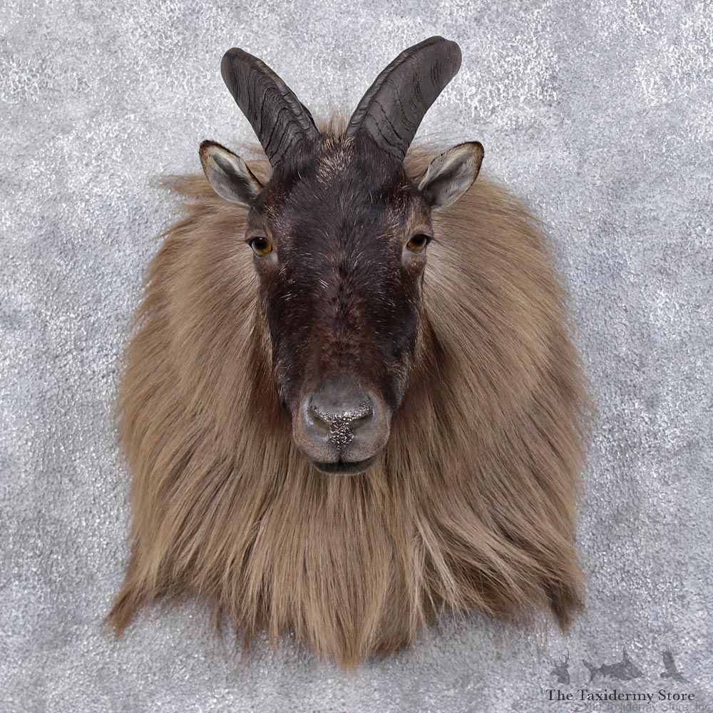 Himalayan Tahr Taxidermy Shoulder Mount #12473 For Sale @ The Taxidermy Store