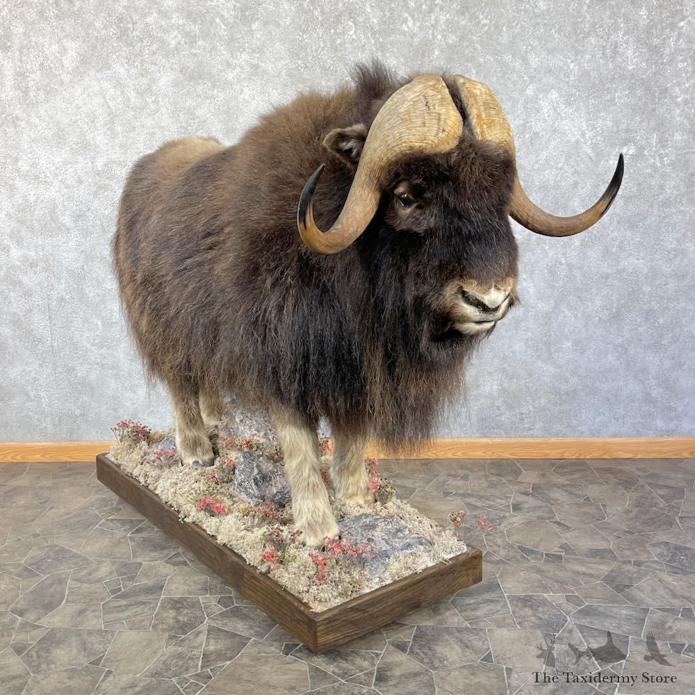 North American Muskox Life Size Mount #26163 For Sale @ The Taxidermy Store