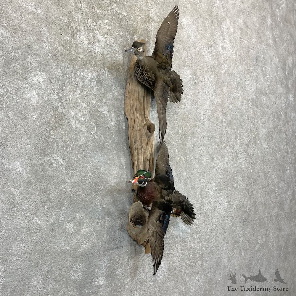 Wood Duck Scene Mount For Sale #27838 @ The Taxidermy Store