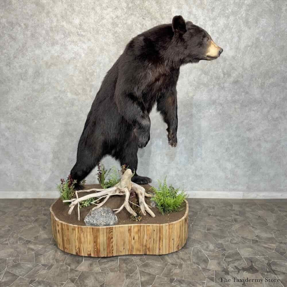 Black Bear Life Size Mount For Sale #31991 @ The Taxidermy Store