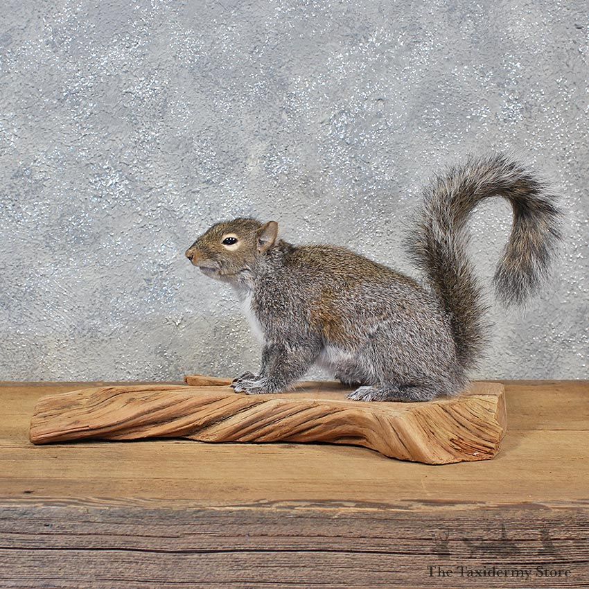 Standing Grey Squirrel Mount #11944 For Sale @ The Taxidermy Store