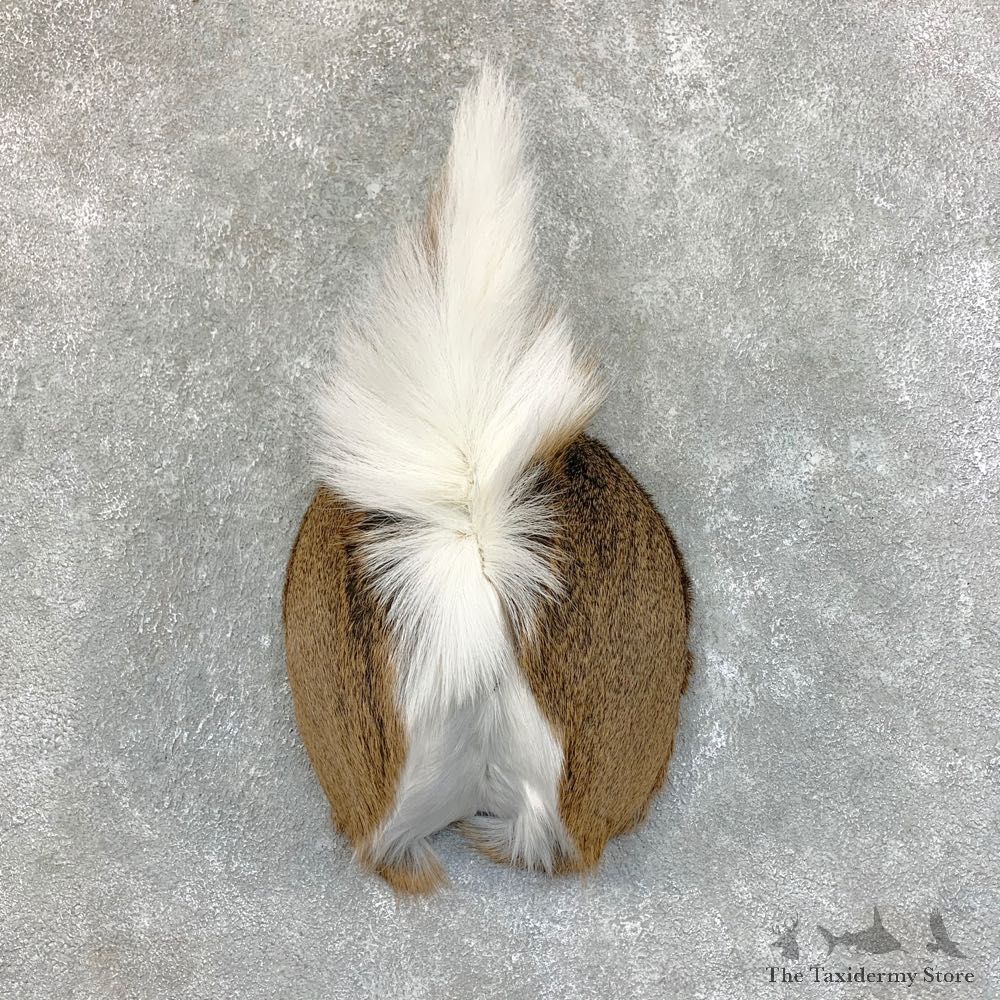 Whitetail Deer Rump Mount For Sale #22725 @ The Taxidermy Store