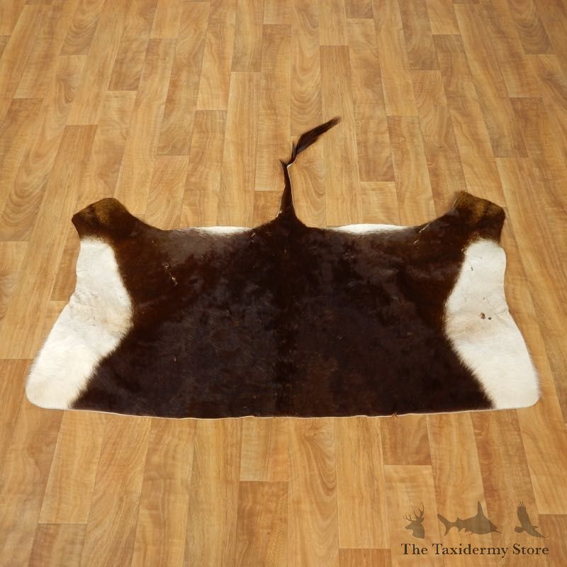 Sable Hide Taxidermy Tanned Skin For Sale #17467 @ The Taxidermy Store