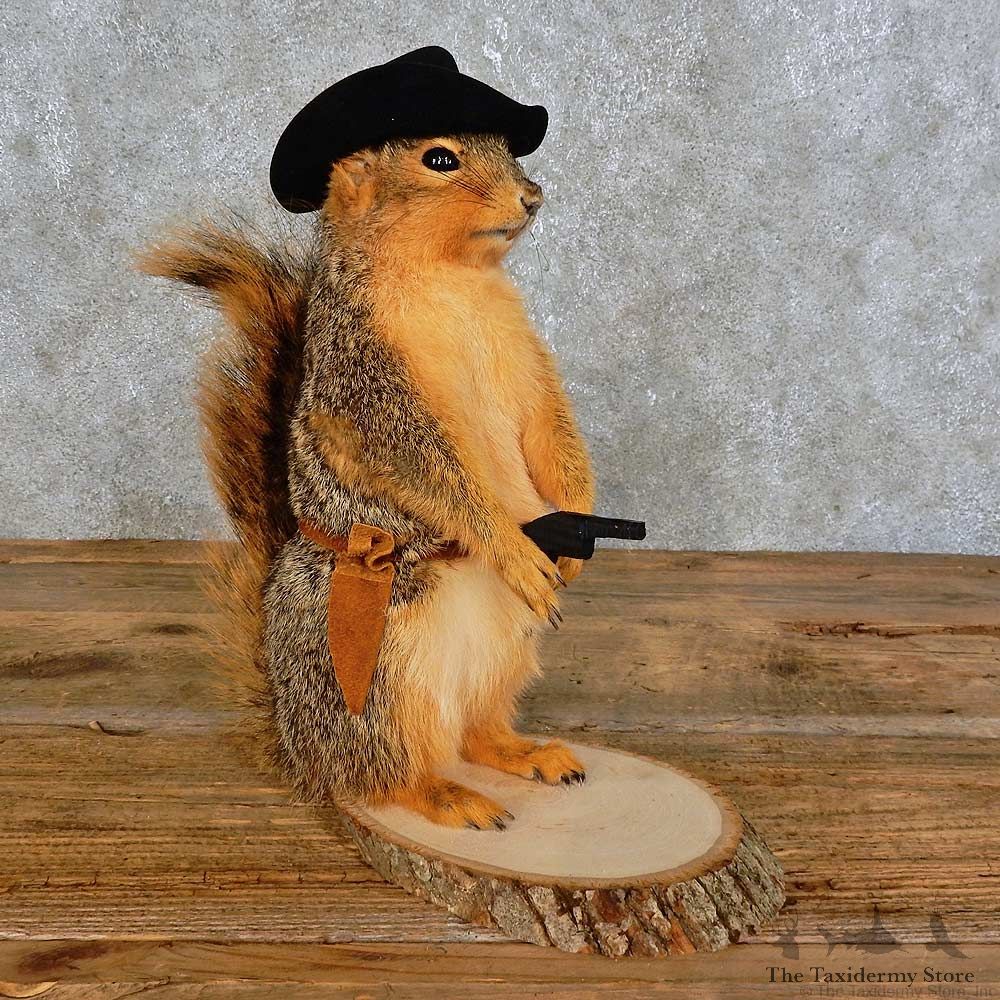 Cowboy Squirrel Novelty Mount For Sale #15951 @ The Taxidermy Store
