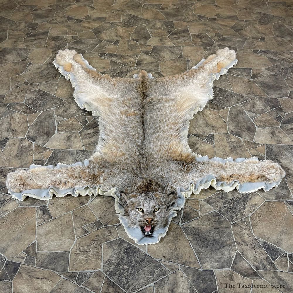 Alaskan Lynx Taxidermy Full-Size Rug Mount For Sale #24307 @ The Taxidermy Store