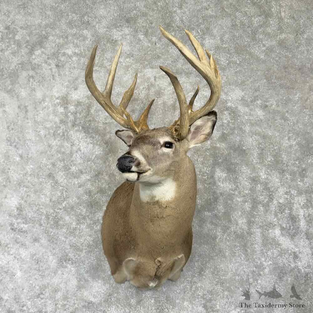 Whitetail Deer Shoulder Mount For Sale #31765 @ The Taxidermy Store