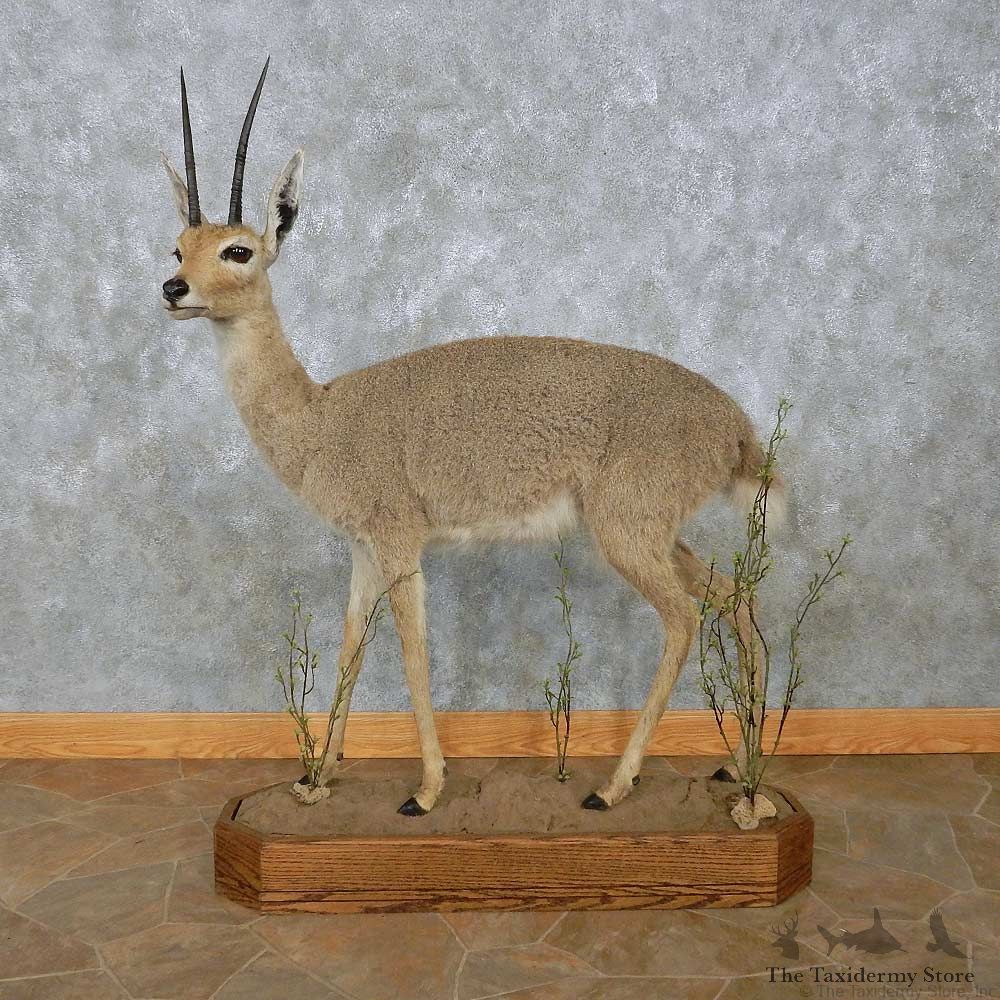 Grey Vaal Rhebok Life-Size Mount For Sale #15085 @ The Taxidermy Store