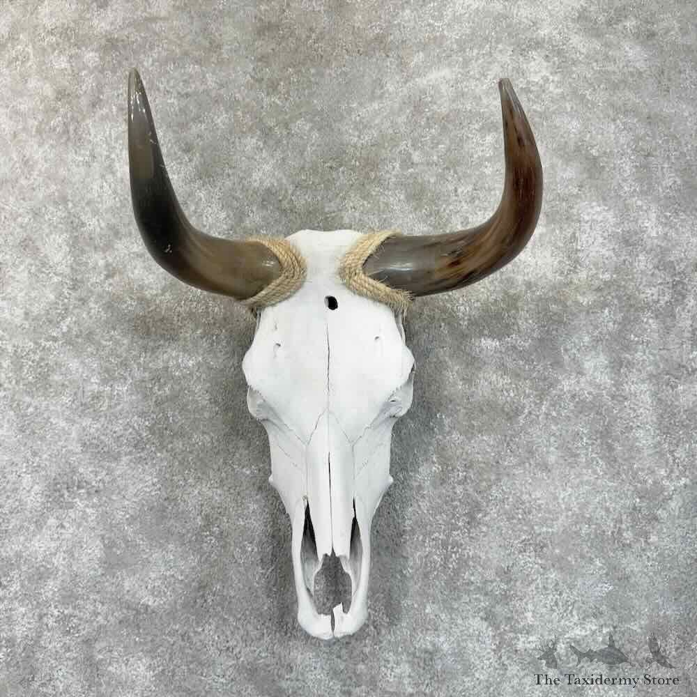 Steer Skull European Mount For Sale #30630 @ The Taxidermy Store
