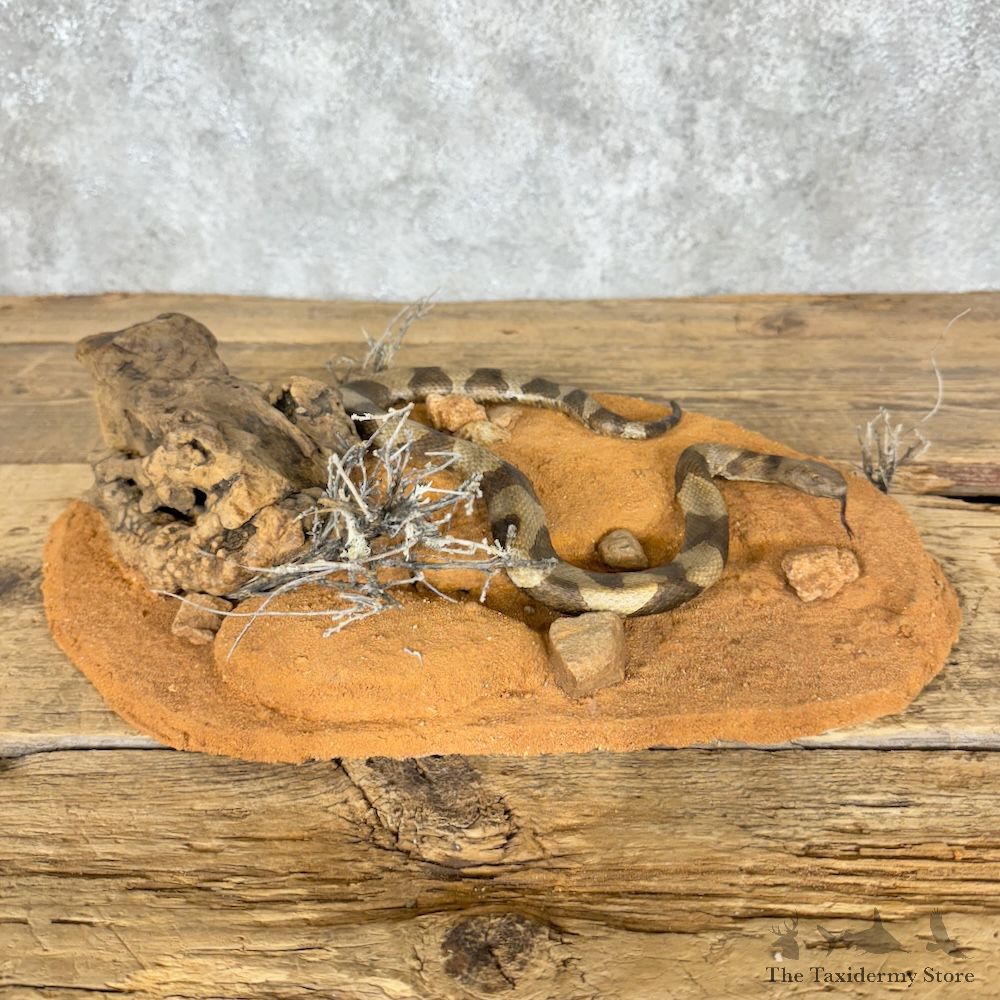 Eastern Copperhead Mount For Sale #29506 @ The Taxidermy Store