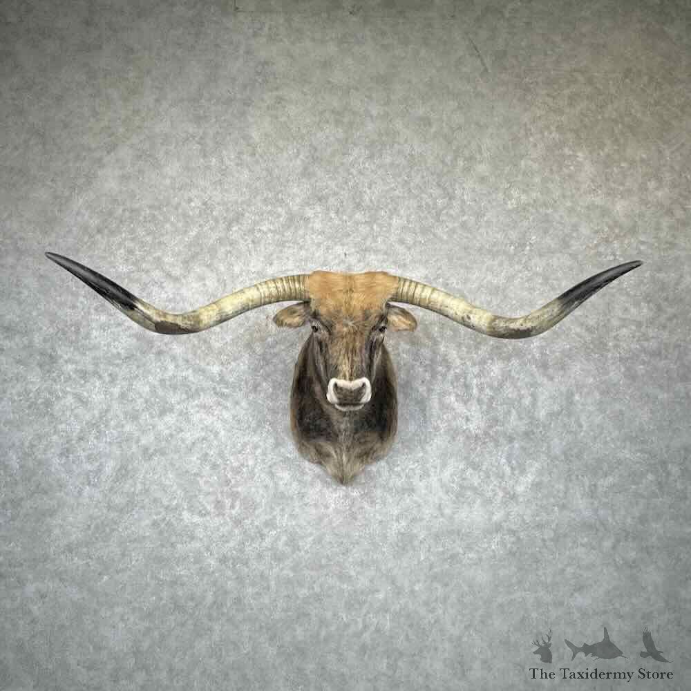 Longhorn Steer Shoulder Mount For Sale #31640 @ The Taxidermy Store