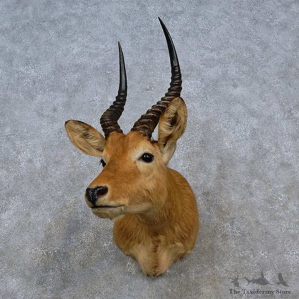 African Puku Shoulder Mount For Sale #15207 @ The Taxidermy Store