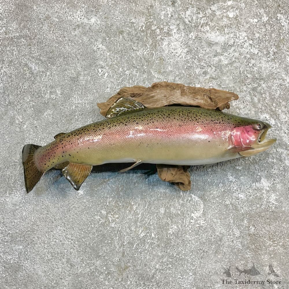 Rainbow Trout Fish Mount For Sale #27250 @ The Taxidermy Store