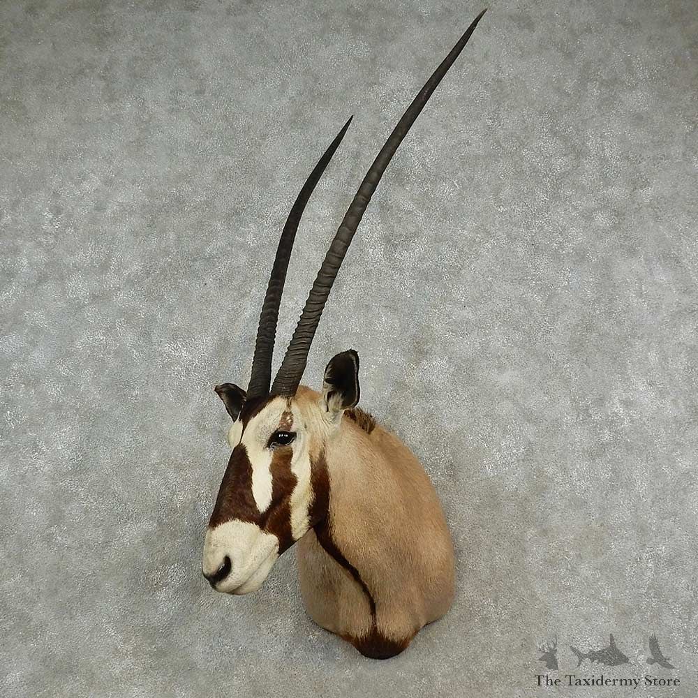 Gemsbok Oryx Shoulder Mount For Sale #16946 @ The Taxidermy Store